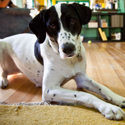 DogWatch by Heartland Pet Resort, Spencer, Iowa | Indoor Pet Boundaries Contact Us Image