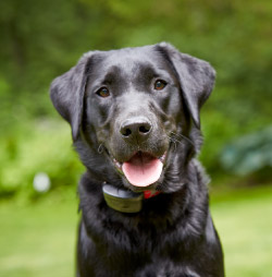 dw-dealer-product-outdoor-cta DogWatch by Heartland Pet Resort, Spencer, Iowa | ProFence Contact Us Image