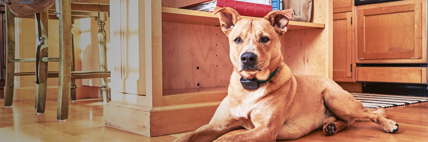 DogWatch by Heartland Pet Resort, Spencer, Iowa | Indoor Pet Boundaries Slider Image
